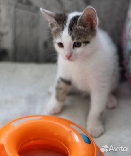 Котенок красивый мальчик