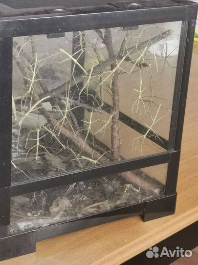 Анамские палочники