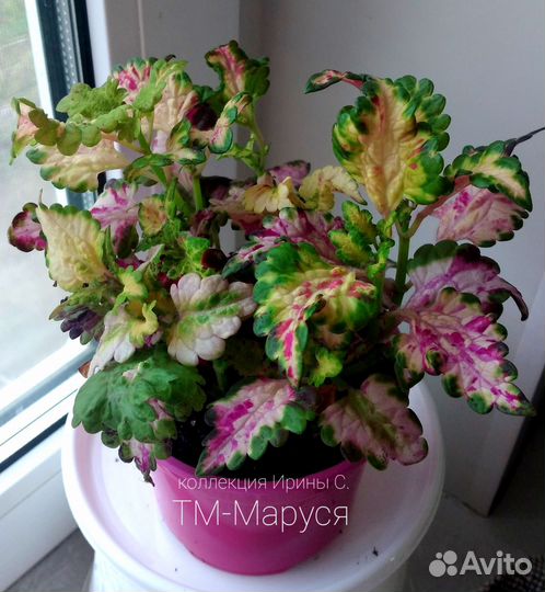 Вегетативные колеусы (черенки)