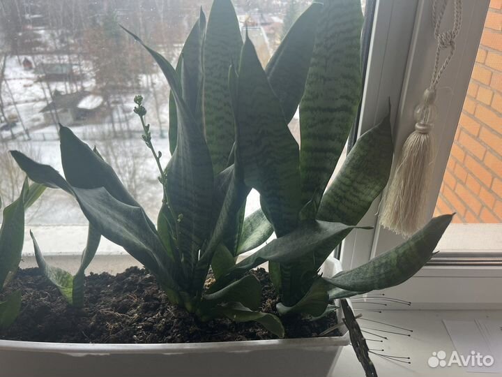 Сансевиерия тещин язык