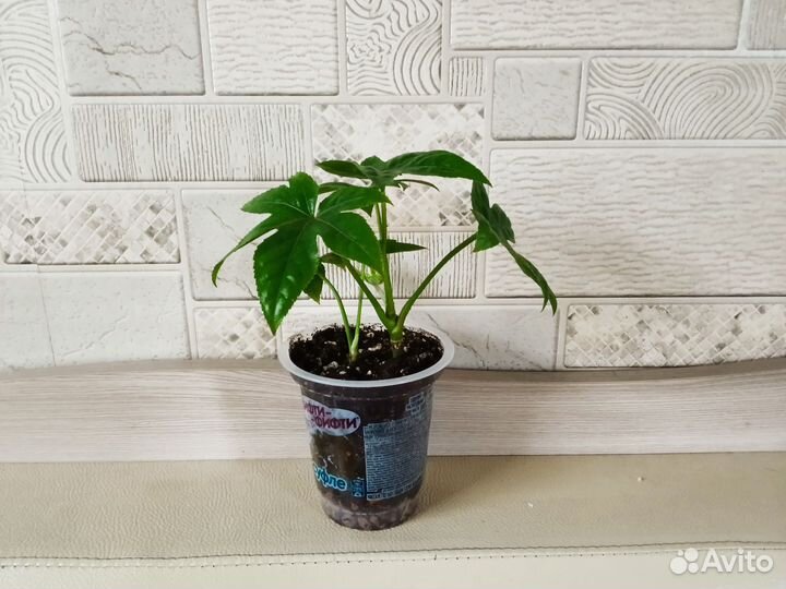 Комнатные цветы