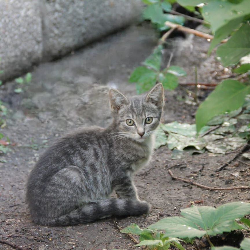 Мимишная кошка Ася с котятами ищут свой дом