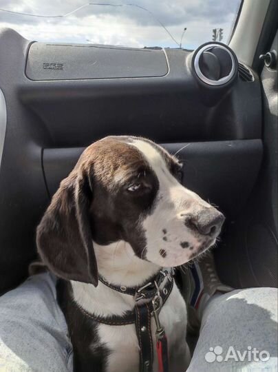 Бигль мальчик