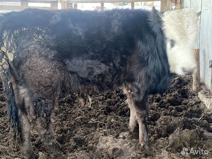 Бычки и быки