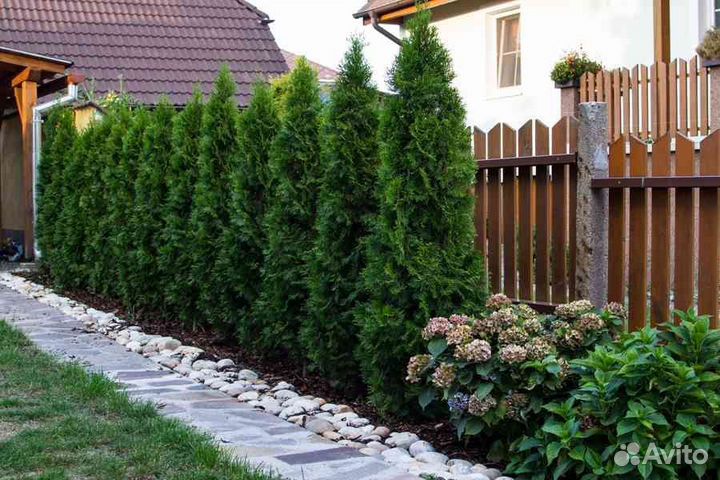 Туя Смарагд