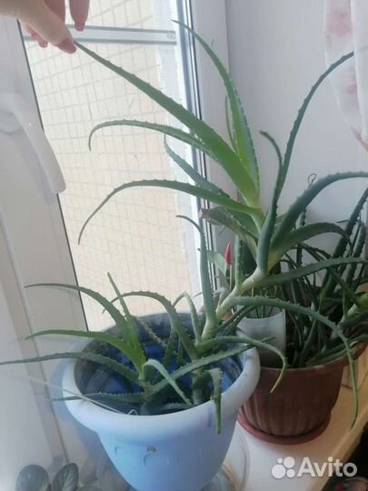 Алоэ лечебный 3 года