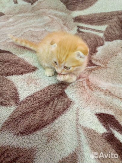 Шотландские котята