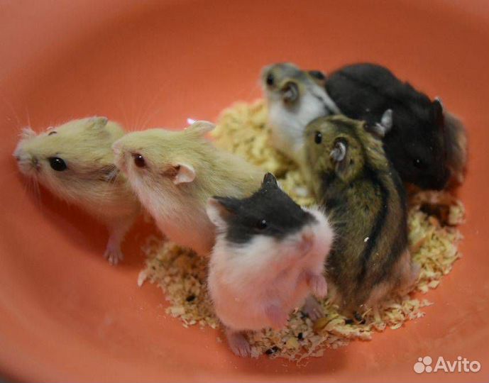 Хомячки джунгарики и Роборовского