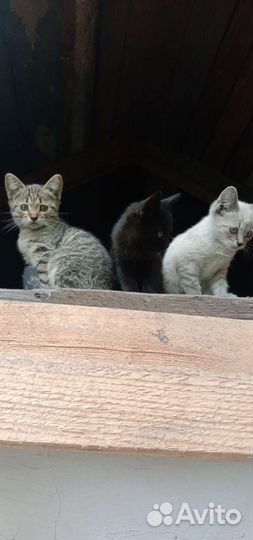 Котята в добрые руки