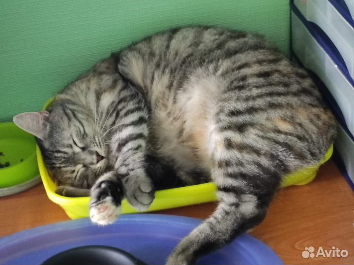 Кошка в добрые руки