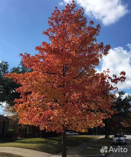 Дуб красный черешчатый