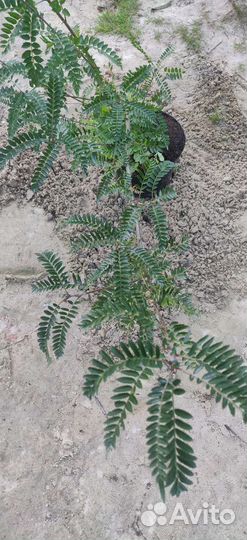 Рябина белоплодная