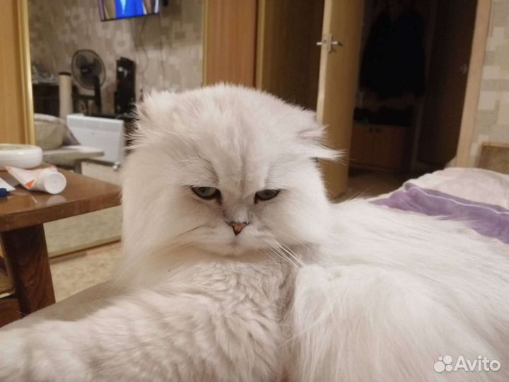 Кот на вязку