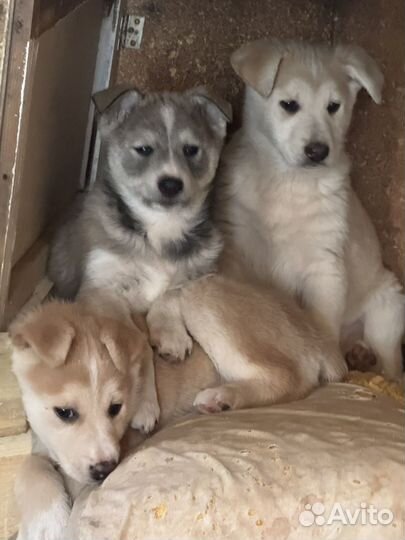 Щенок 2 месяца