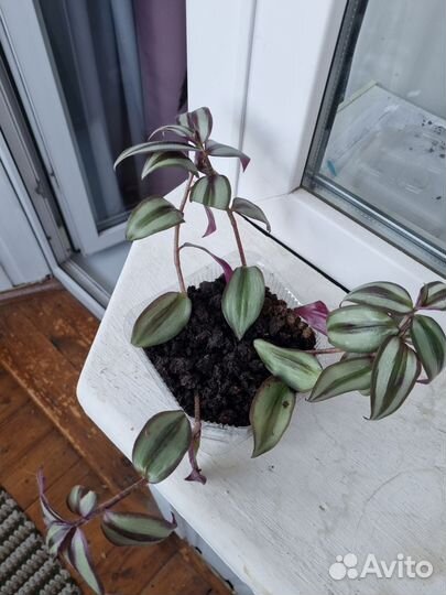 Традесканция Зебрина