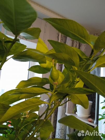 Лимонное дерево(саженцы)