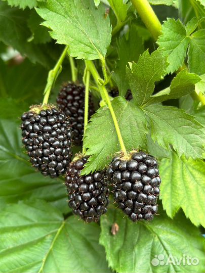 Саженцы Ежевики