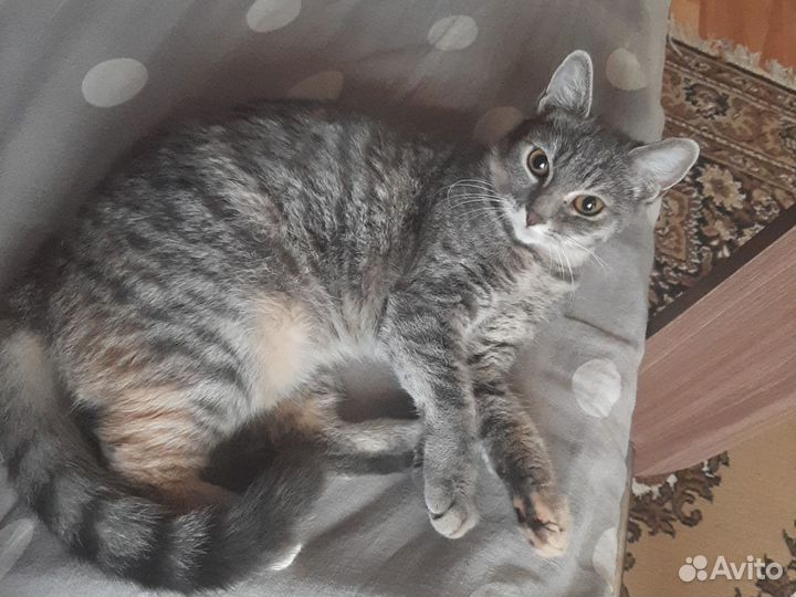 Кошки бесплатно