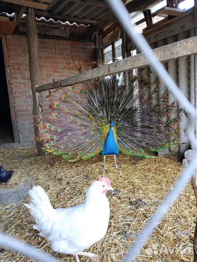 Индийский павлин