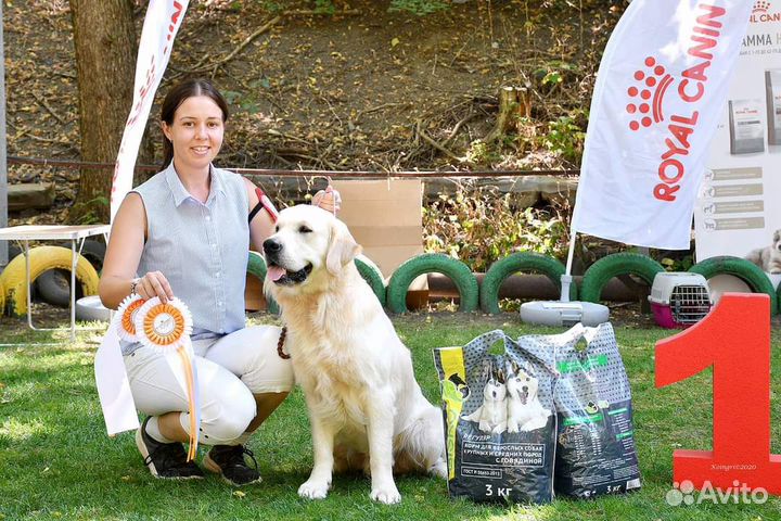 Голден ретривер Вязка
