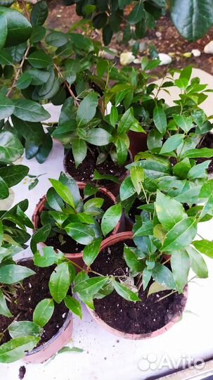 Лавр.Чищу участок.Саженцы в остатке