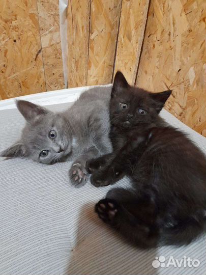 Подарю котенка. Девочка