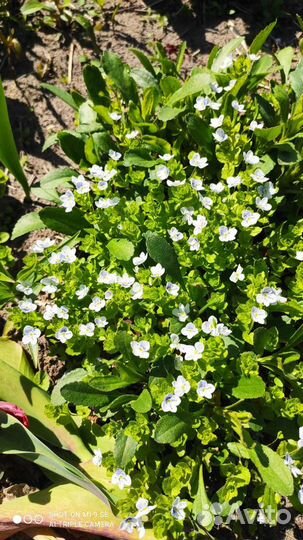 Почвопокровные растения