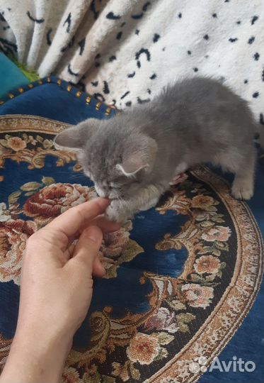 Кошечка в добрые руки