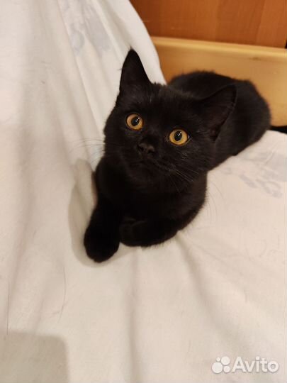 Кошка в добрые руки