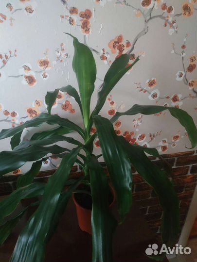 Пальма драцена