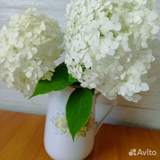 Гортензия анабель