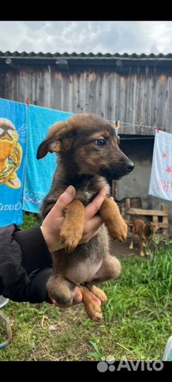 Маленькие щенки в добрые руки