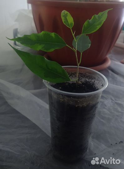 Фикус Бенджамина вариегатный(укоренённые черенки)