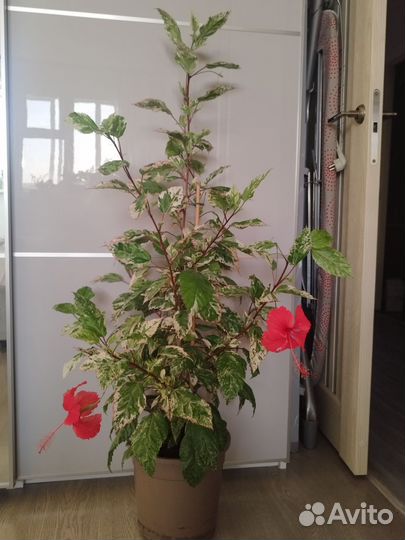 Гибискус вариегатный-китайская роза пестролистная