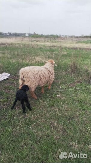 Овцы бараны ягнята