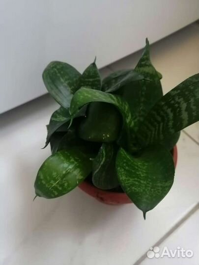 Сансевиерия Ханна