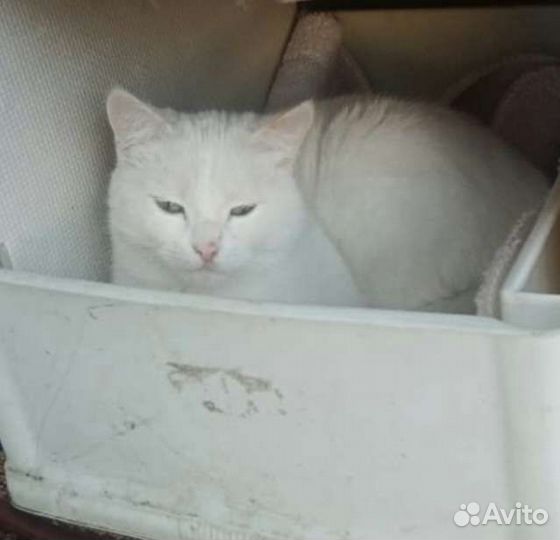 Молодой котик ищет любящие ручки