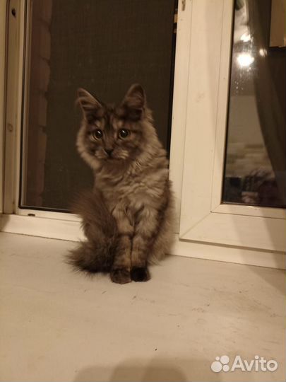 Кошка в дар