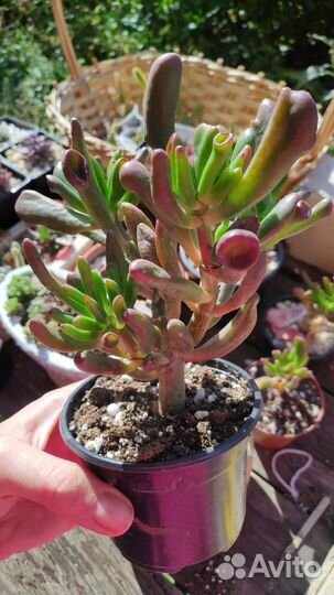 Суккуленты