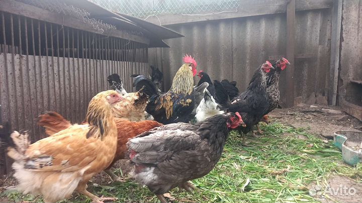 Яйцо куриное