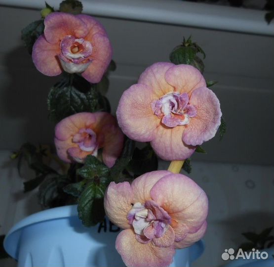 Ахименес Abendrot