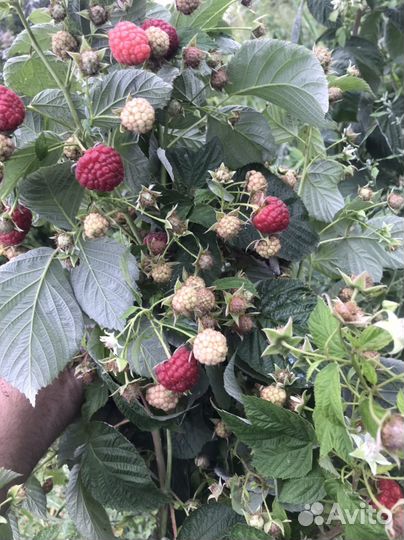 Саженцы малины сорта Квелли