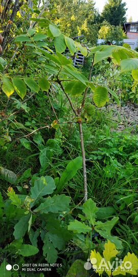 Маньчжурский орех саженцы