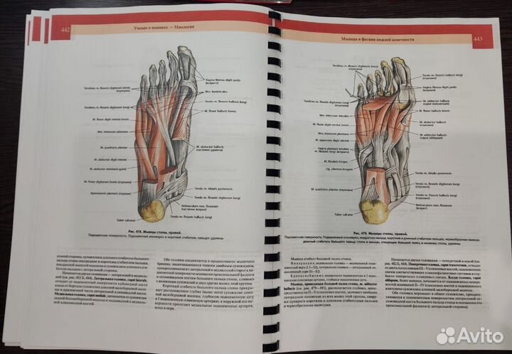 Атлас анатомии человека 2018-2019 гг
