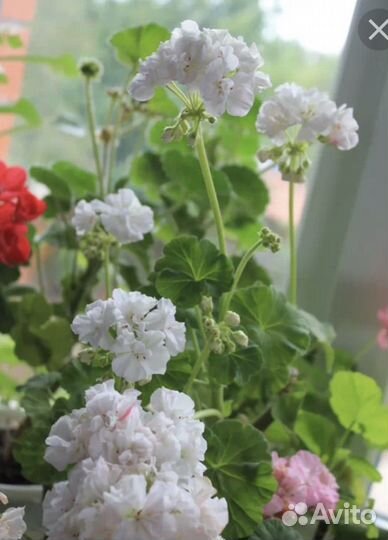 Пеларгония герань