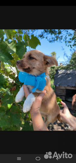 Собака в дар