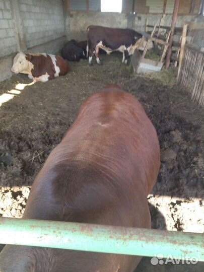 Бычки Герефорд