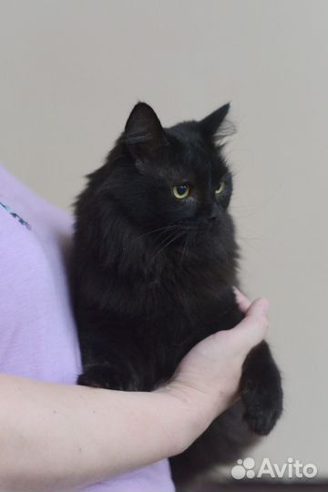 Кузя очень хочет быть домашним