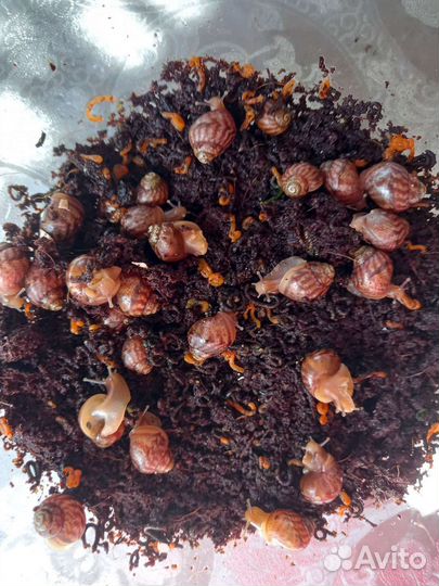 Улитки Ахатины