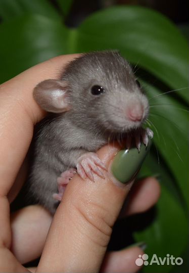 Крыса дамбо